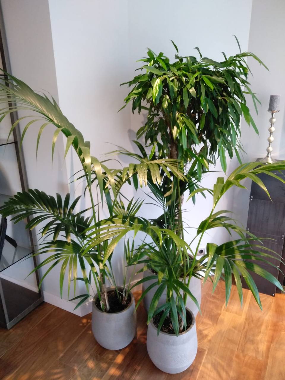 Проект озеленения интерьера — пример 5