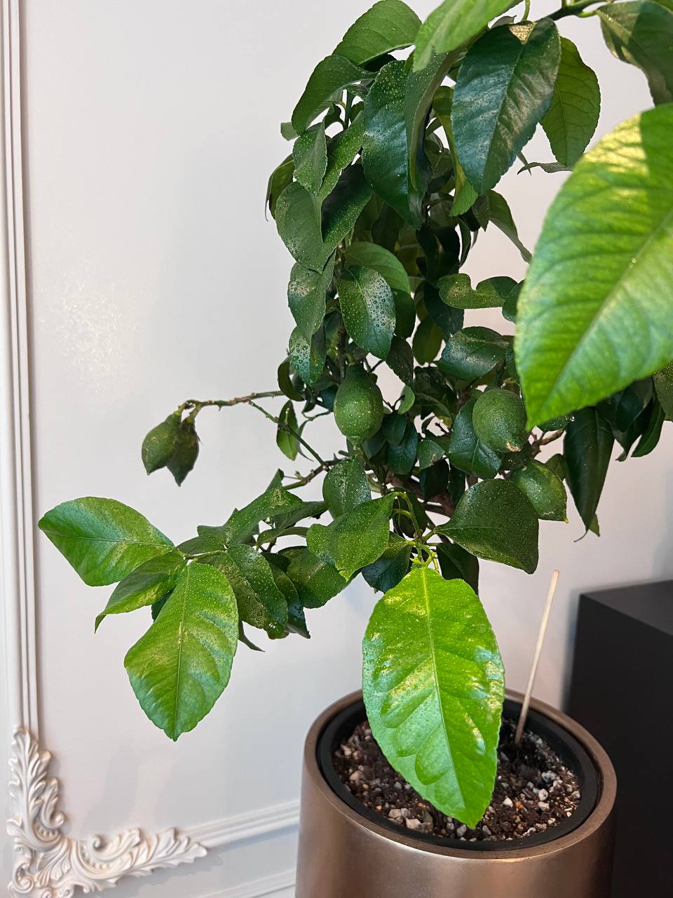 Проект озеленения интерьера — пример 6